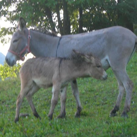 Agriturismo Lo Ratele Villa Allein Buitenkant foto