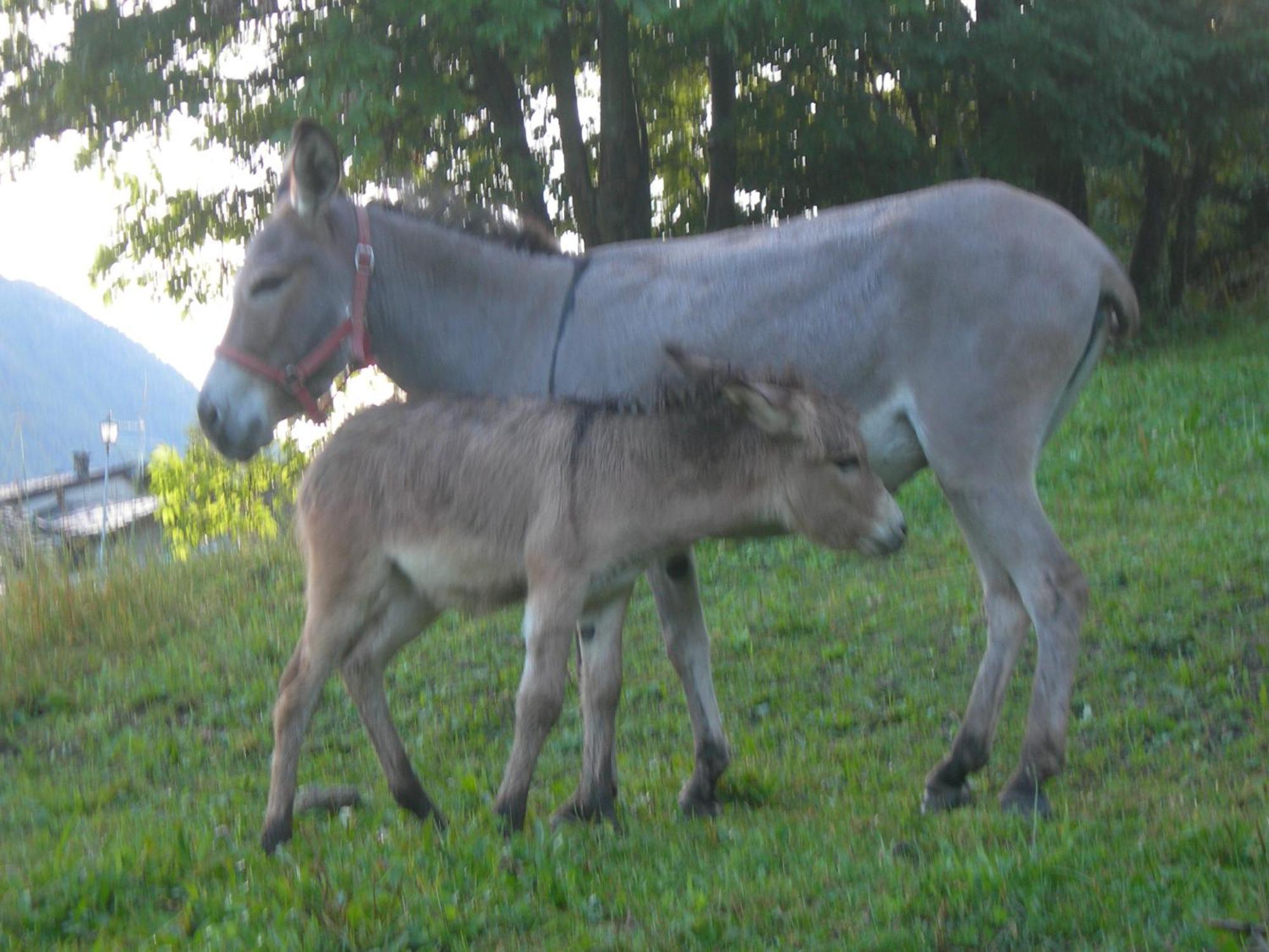 Agriturismo Lo Ratele Villa Allein Buitenkant foto